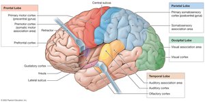 Motor, sensory, and association areas of the cerebral cortex