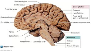 Major regions of the brain
