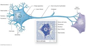 Anatomy of a representative neuron
