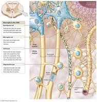 Neuroglia in the CNS