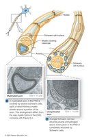 Schwann cells and peripheral axons