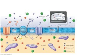 Resting membrane potential