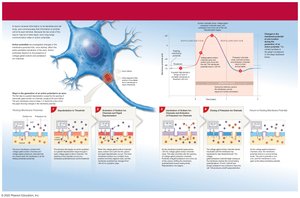 Generation of an action potential