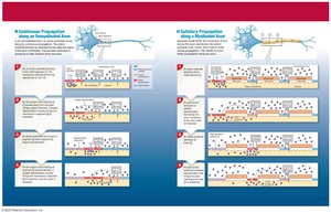 Propagation of an action potential