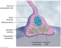 Structure of a typical synapse