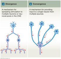 Divergence and convergence in neuronal pools