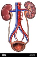 Anatomy of the urinary system