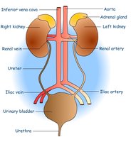 Labeled diagram of the urinary system