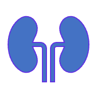Simplified kidney diagram