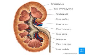 Internal anatomy of the kidney