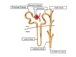 Structure of the nephron