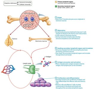 Lymphocyte development and activation