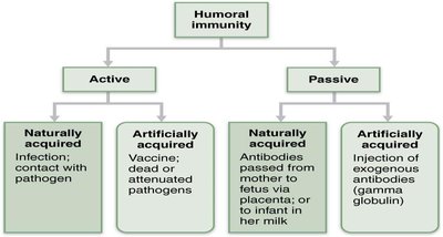 Antibody structure