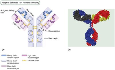 Mechanisms of antibody action