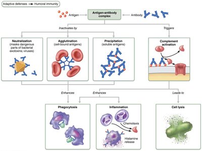 Major types of T cells