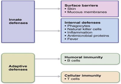 Innate and adaptive defenses overview
