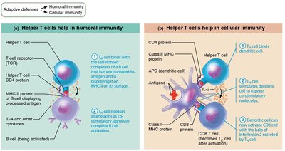 Cytotoxic T cell killing mechanism