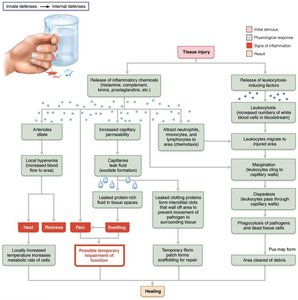 Events of acute inflammation