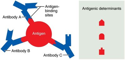 Antigenic determinants