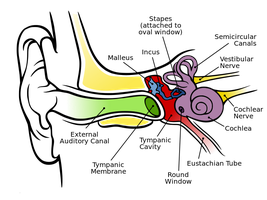 Anatomy of the human ear