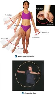 Abduction, adduction, and circumduction movements