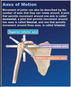Axes of motion at a joint