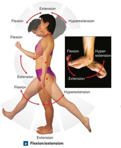 Flexion, extension, and hyperextension movements