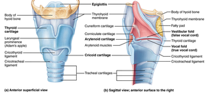 Larynx anatomy: anterior and sagittal views