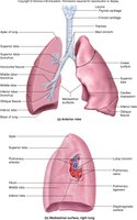 Lung anatomy: anterior and mediastinal views
