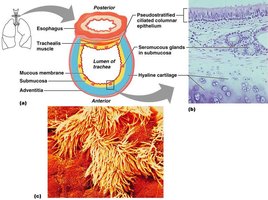 Trachea histology and structure