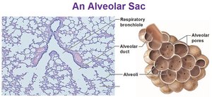 Alveolar sac structure and histology
