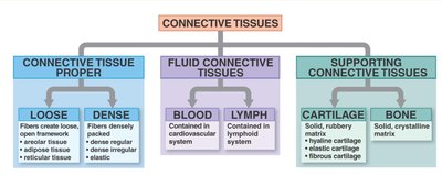 Classification of connective tissues