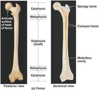 Long bone anatomy: epiphysis, diaphysis, metaphysis, medullary cavity