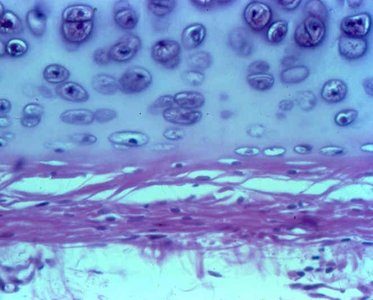 Hyaline cartilage histology
