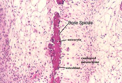 Endochondral ossification: secondary ossification centers and growth plate zones