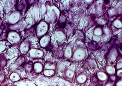 Elastic cartilage histology
