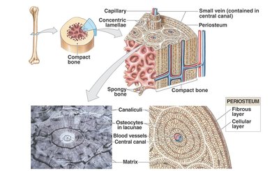 Diagram of compact bone structure