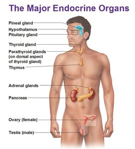 The major endocrine organs in the human body