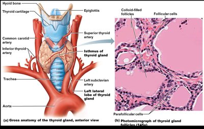 Gross anatomy and histology of the thyroid gland