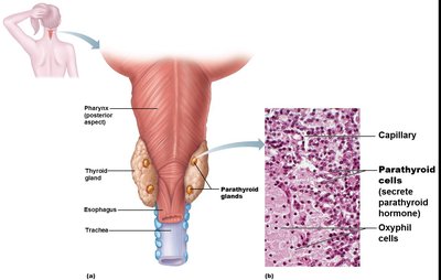 Anatomy and histology of the parathyroid glands