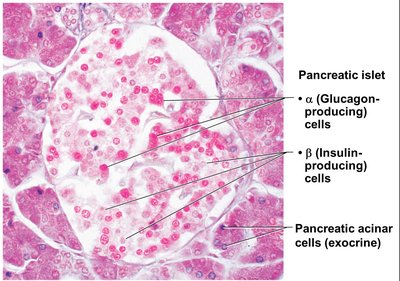 Histology of the pancreas: islets and acinar cells