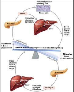 Homeostatic regulation of blood glucose by insulin and glucagon