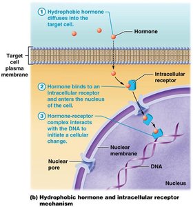 Hydrophobic hormone and intracellular receptor mechanism