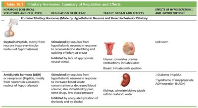 Table of posterior pituitary hormones: oxytocin and ADH