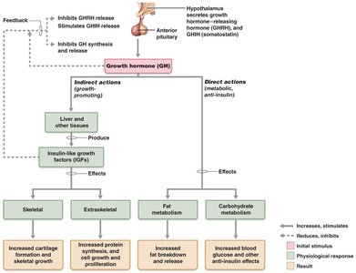 Growth hormone regulation and effects flowchart