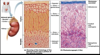 Histology of the adrenal gland: cortex and medulla