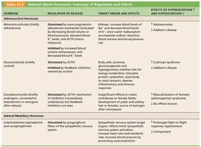 Table of adrenal gland hormones: mineralocorticoids, glucocorticoids, gonadocorticoids, catecholamines