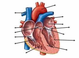 Interior heart anatomy (unlabeled)