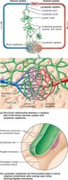 Structure of a lymph node