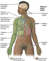 Photograph of spleen in its normal position in the abdominal cavity, anterior view